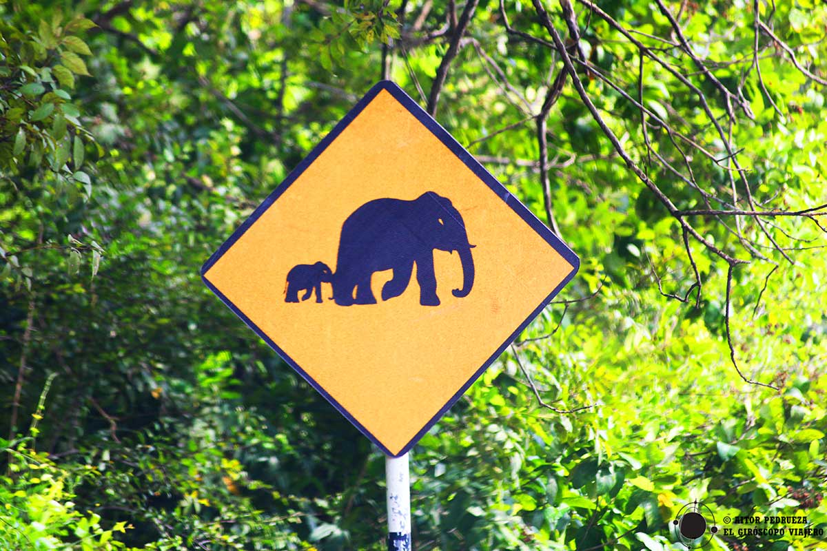 Señal de aviso de elefantes en la carretera