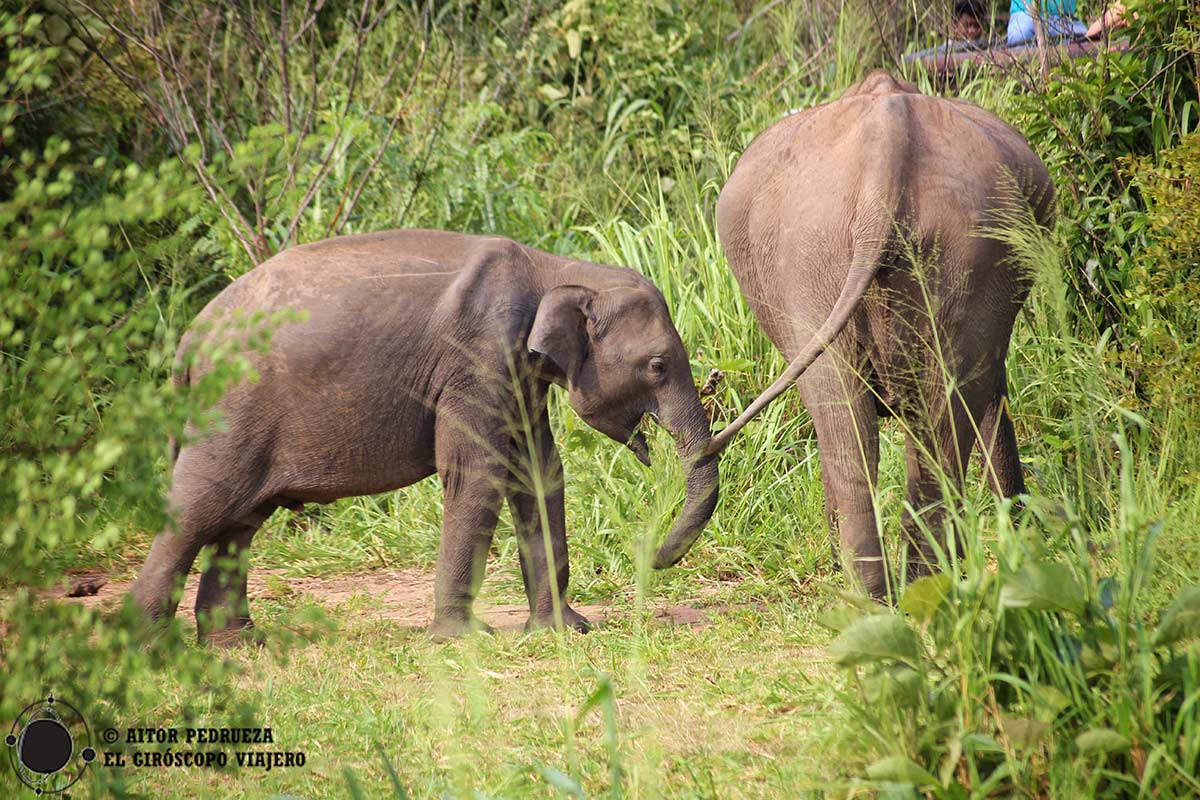 Elefantes en uno de los parques nacionales de Sri Lanka