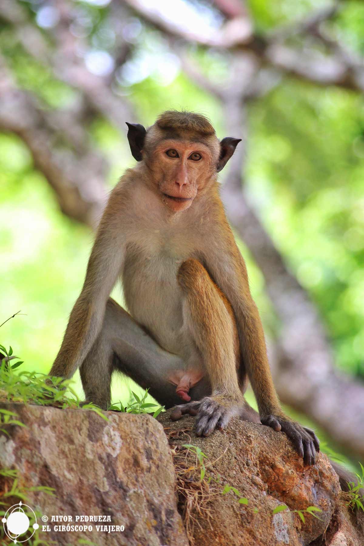 Los monos nunca faltan en el viaje por Sri Lanka