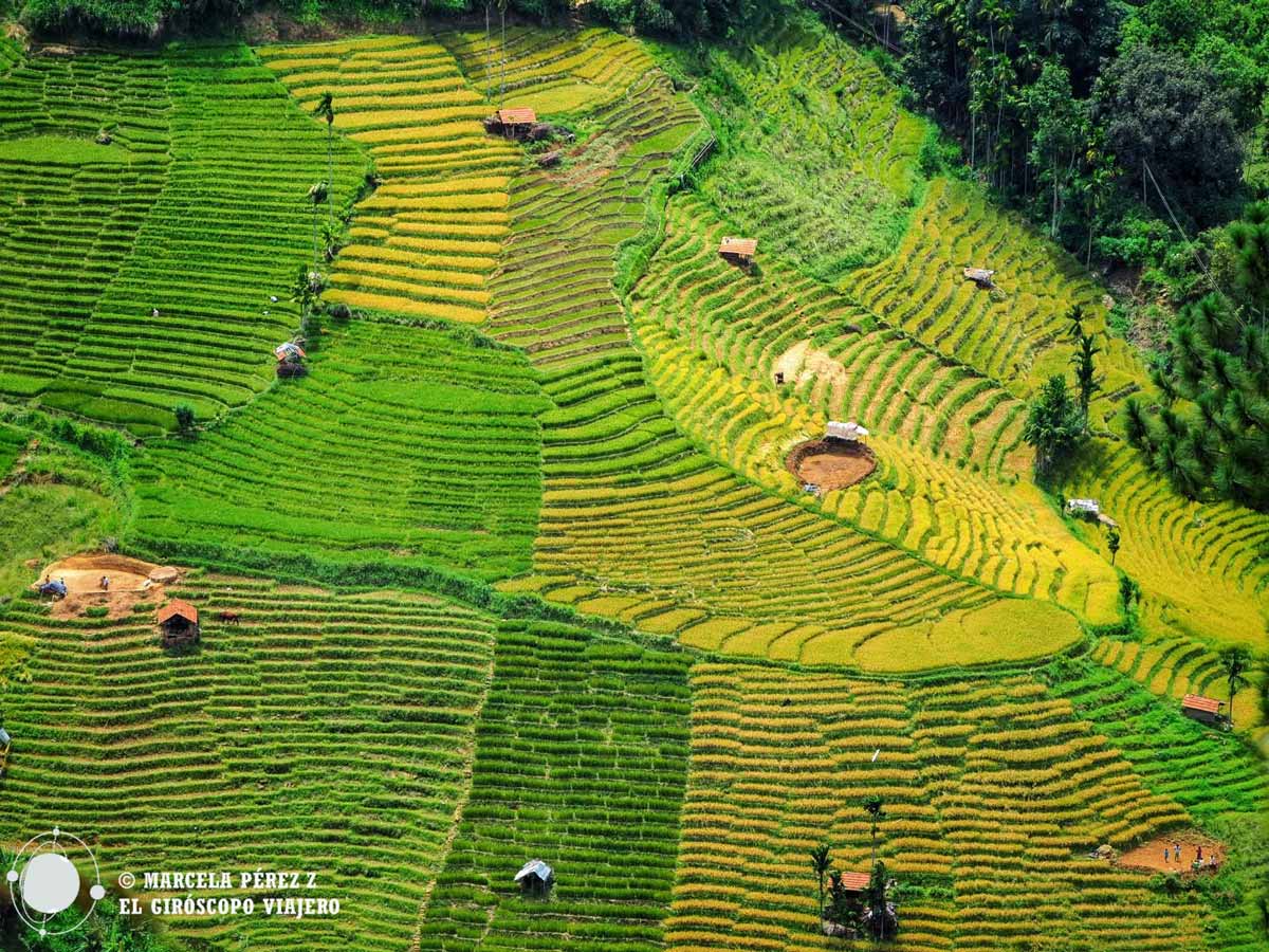 Campos de té de Sri Lanka