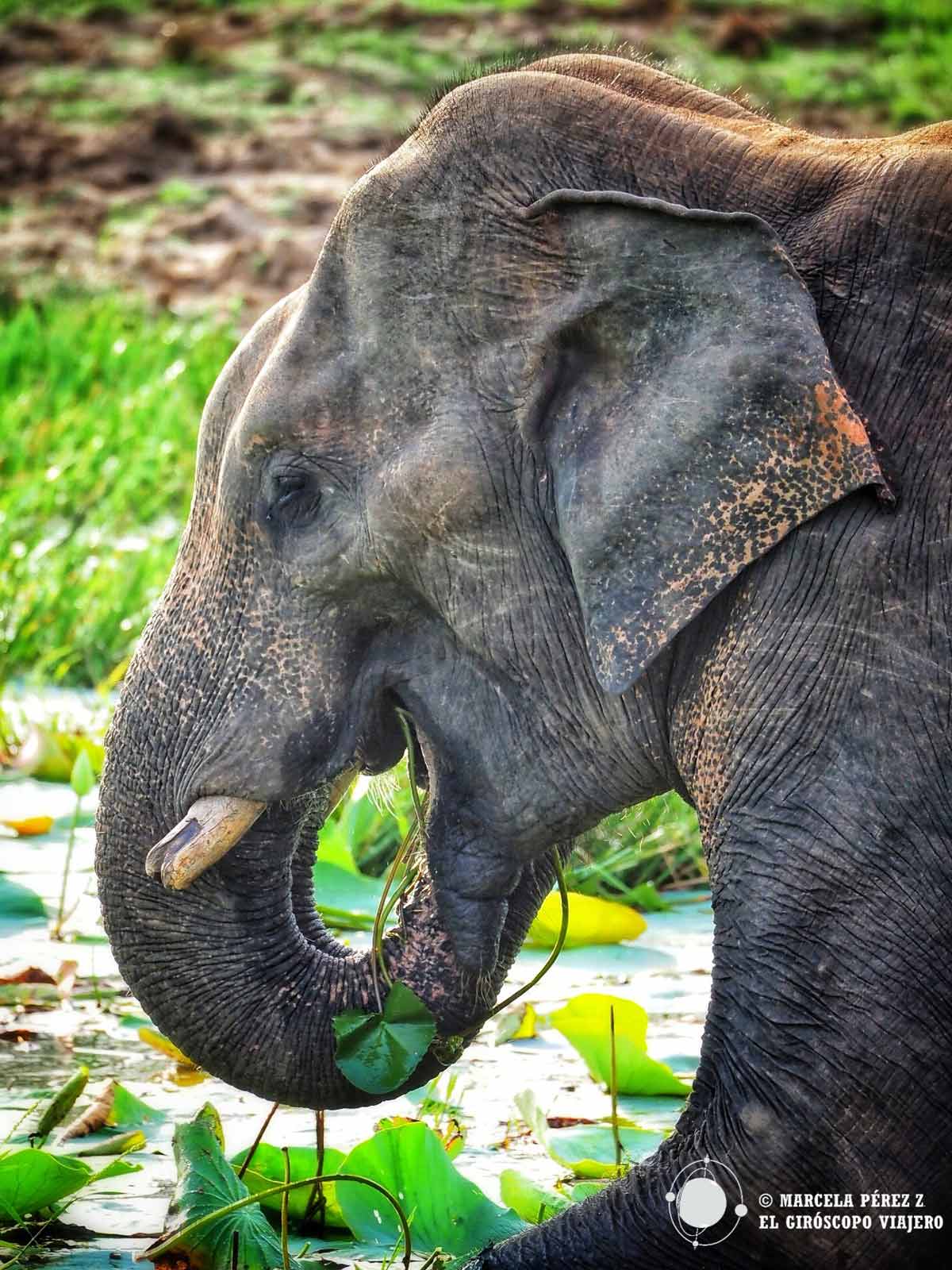 Elefante en el Parque Nacional de Yala
