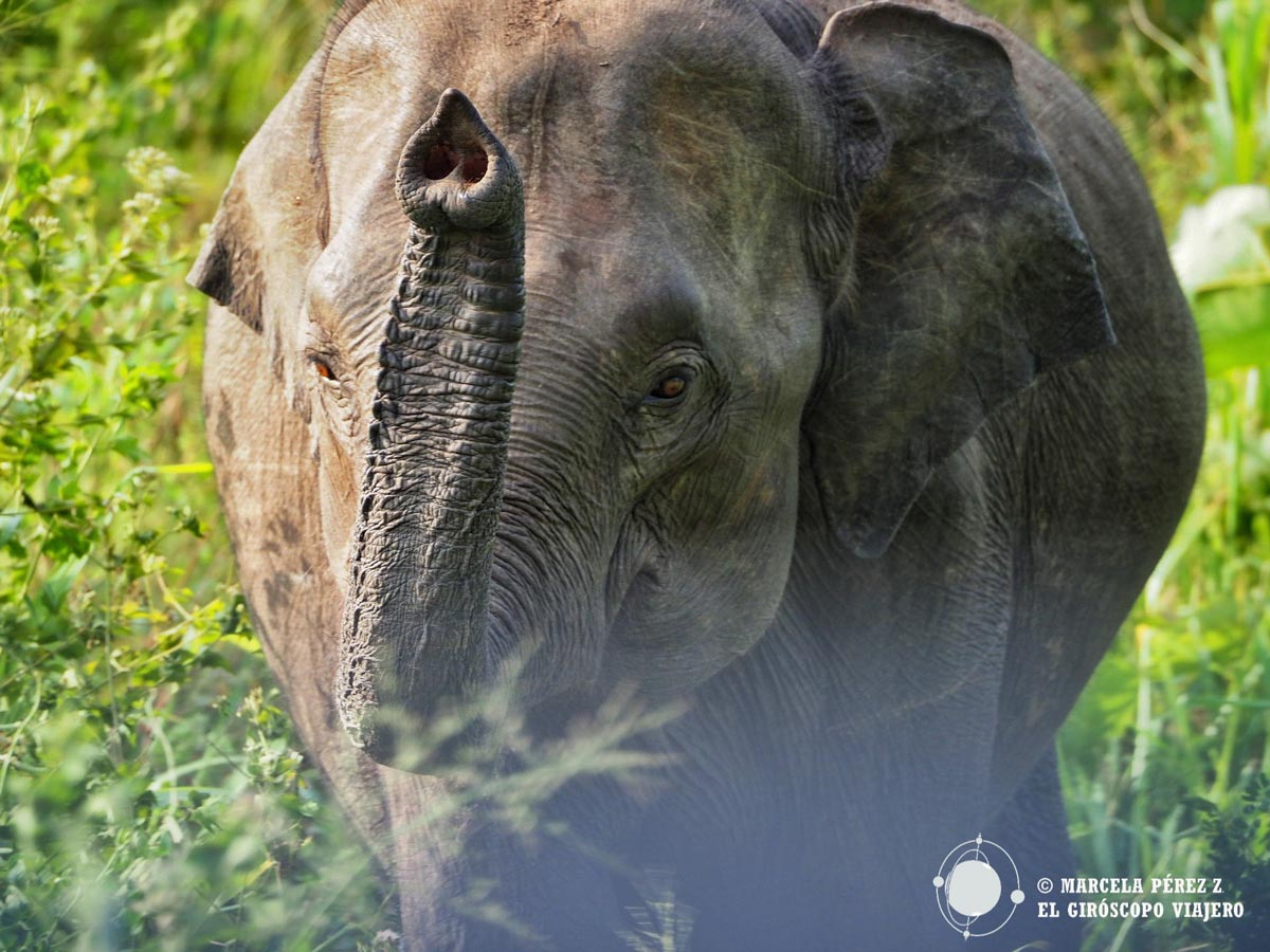 Elefante en el Parque Nacional de Minneriya