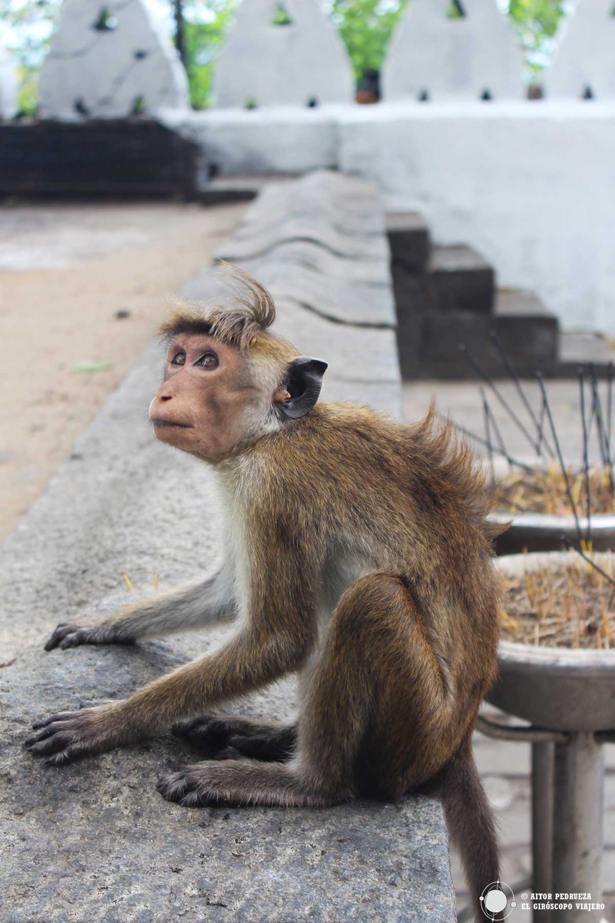 Mono en el templo de Dambulla