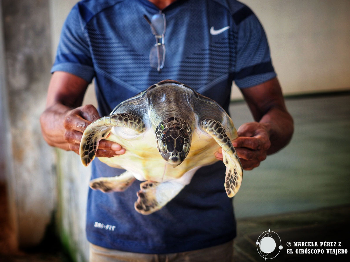 Santuario de tortugas en Sri Lanka