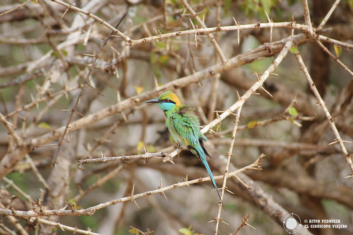 Birdwatching en Yala