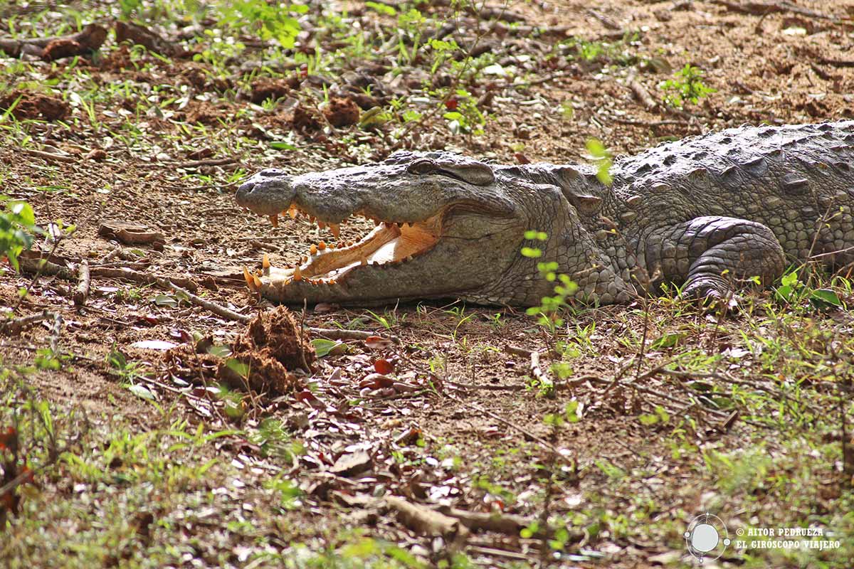 Cocodrilo en Yala