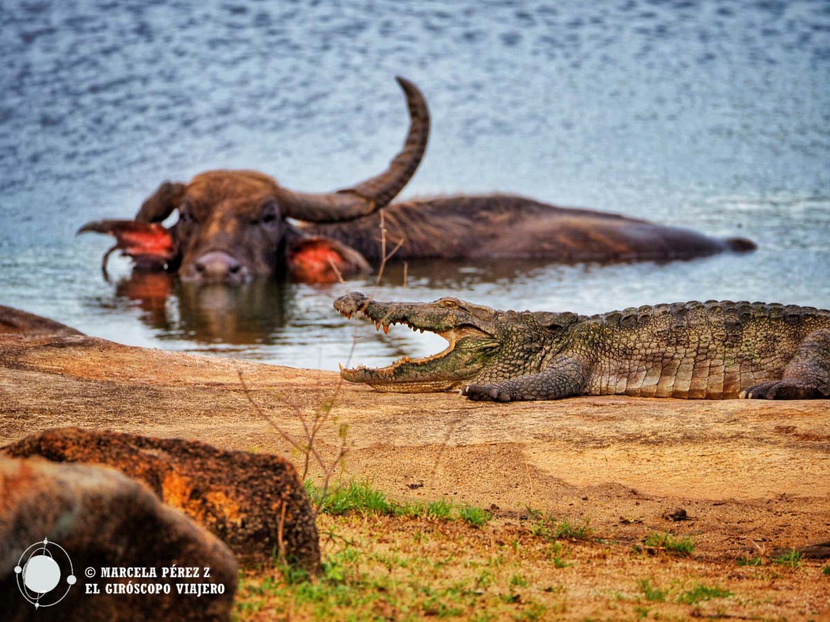 El búfalo midiendo el peligro de bañarse junto al cocodrilo