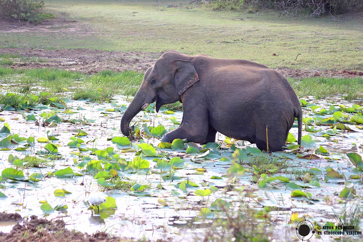 Elefante en las charcas de Yala