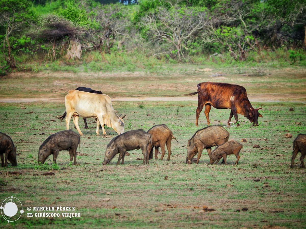 Yala es un vergel de naturaleza salvaje en Sri Lanka