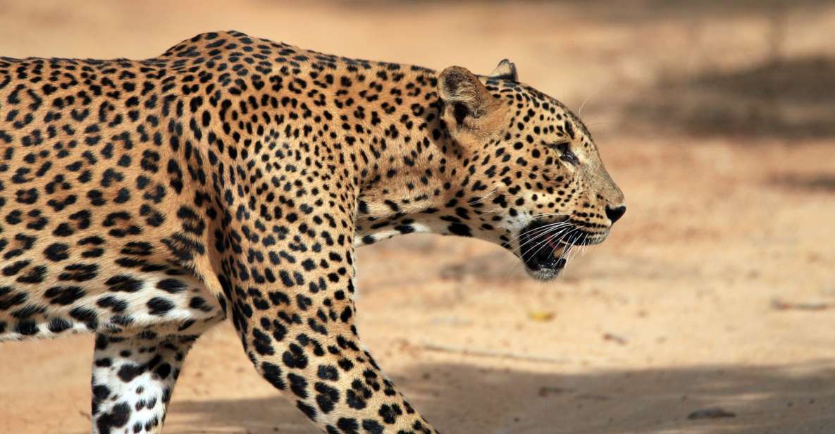 Leopardo en el Parque Nacional de Yala