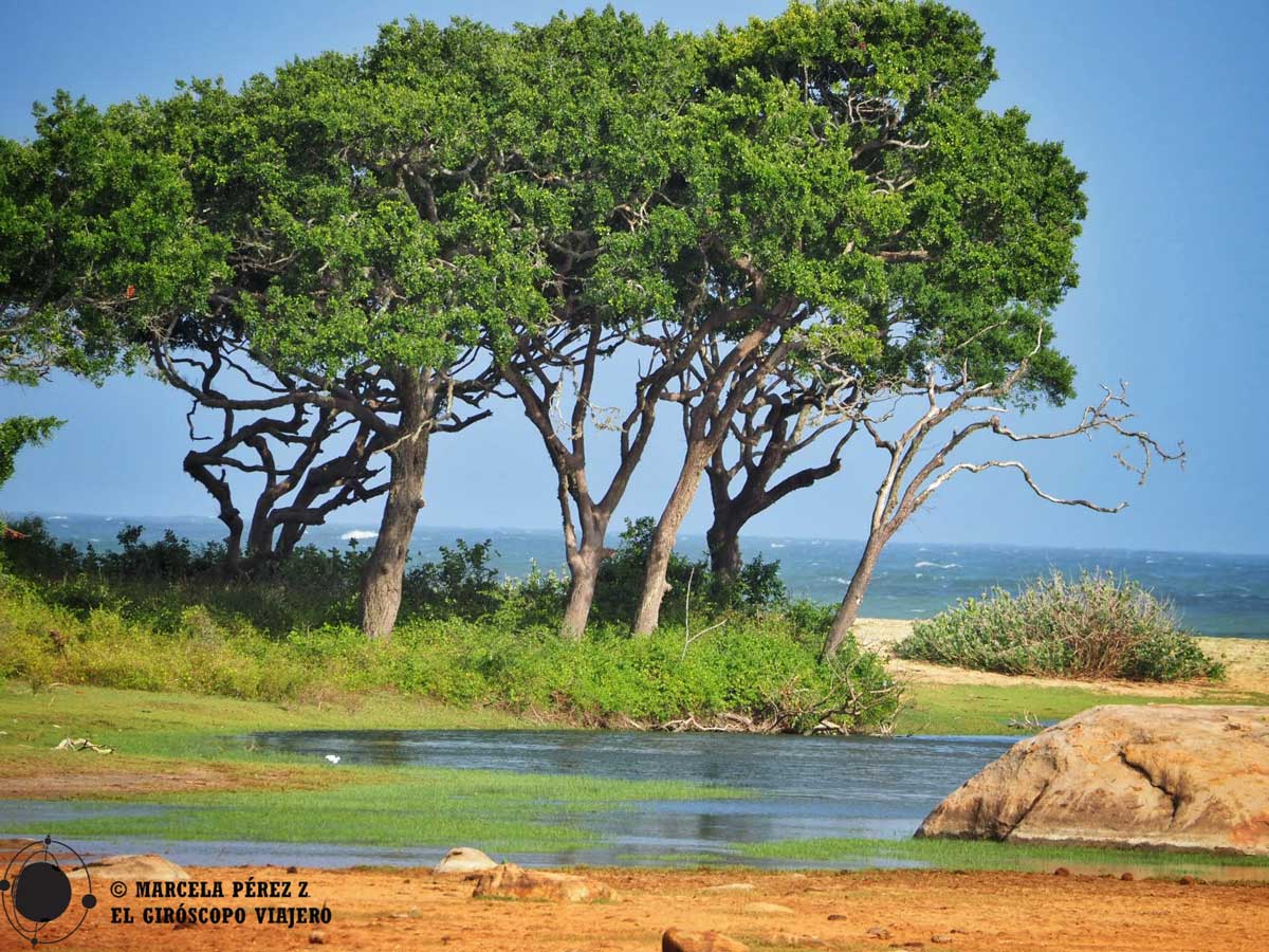 El Parque Nacional de Yala se encuentra junto a la costa de Sri Lanka