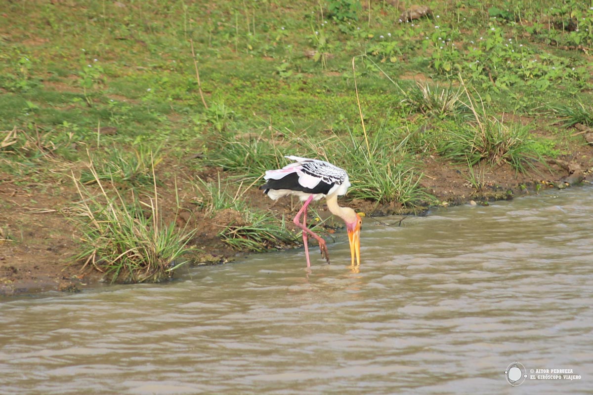 En Yala los amantes del avistamiento de aves encontrarán muchas especies