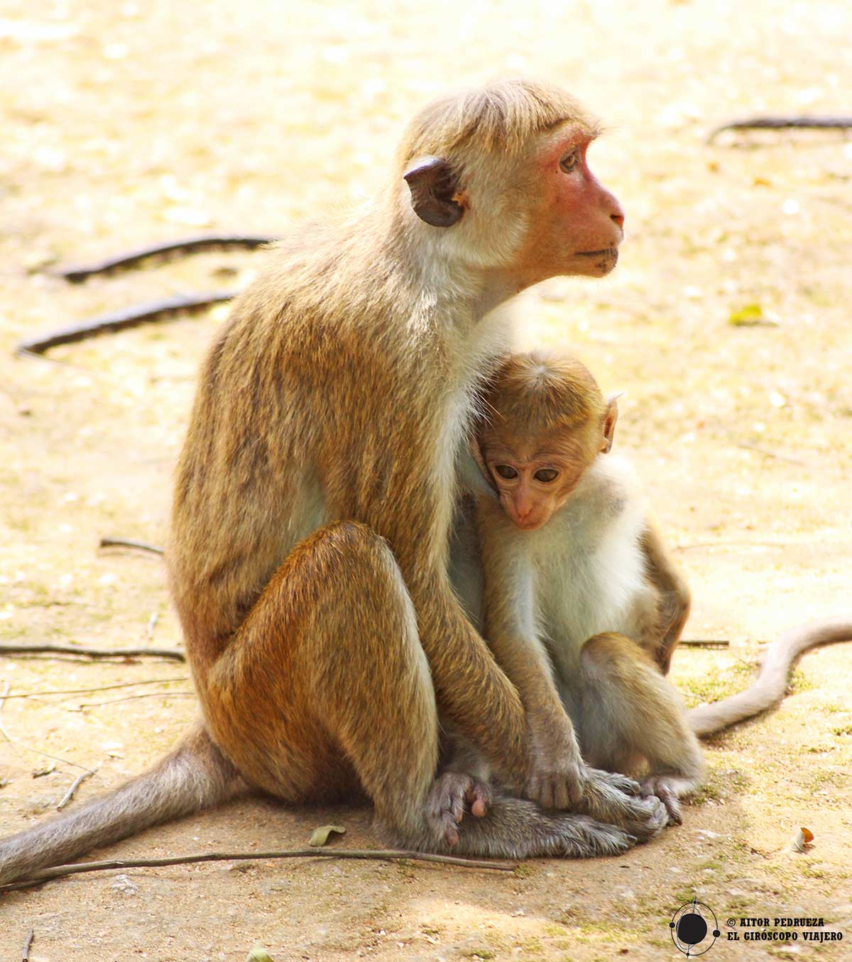 Los omnipresentes monos de Sri Lanka