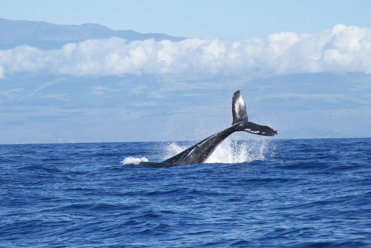 Excursiones para el avistamiento de ballenas en Mirissa