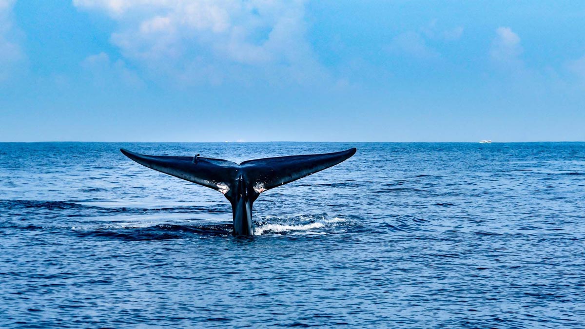 Ver ballenas es un momento inolvidable