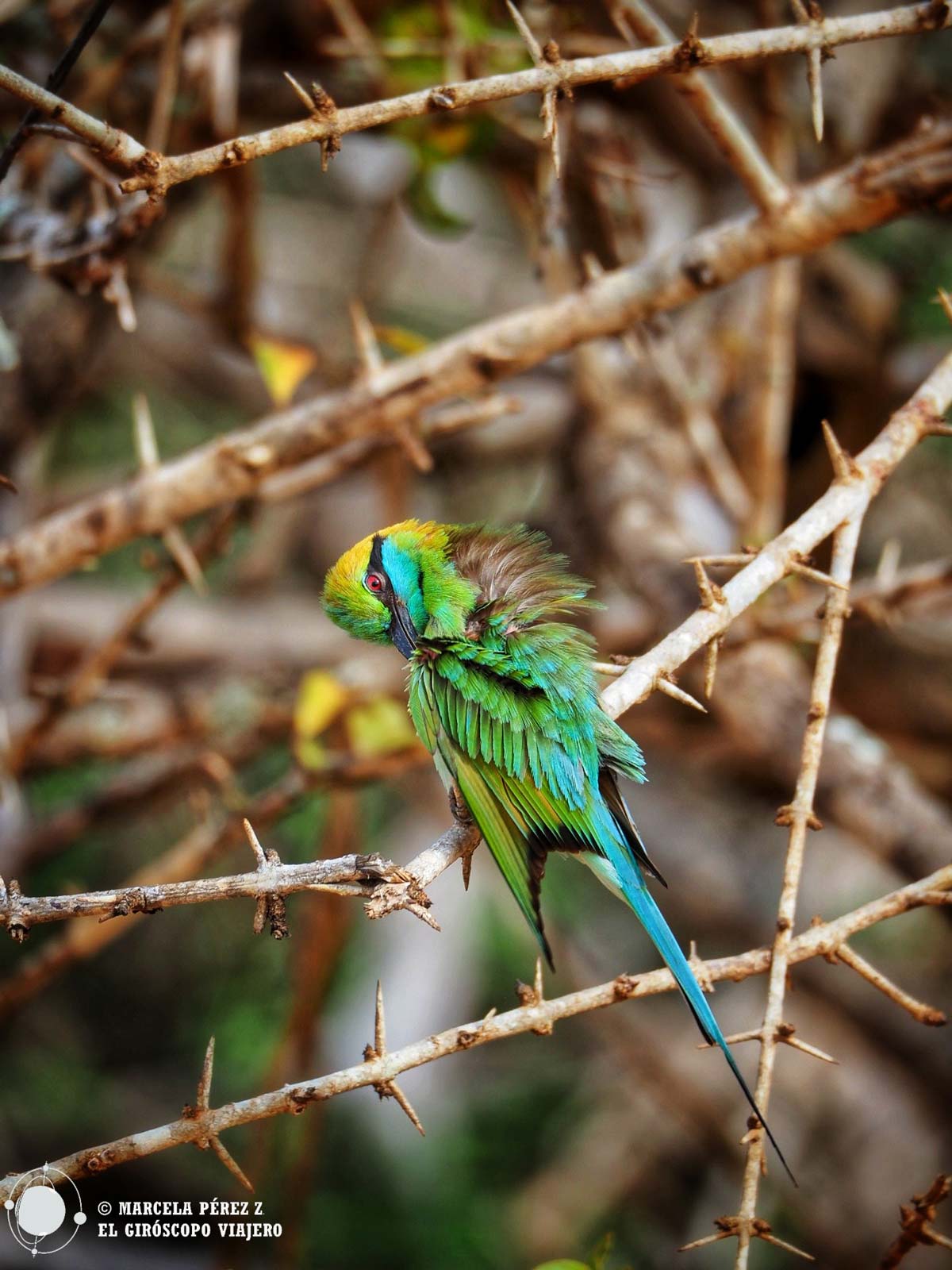 Aves de vistosos colores en la naturaleza de Sri Lanka
