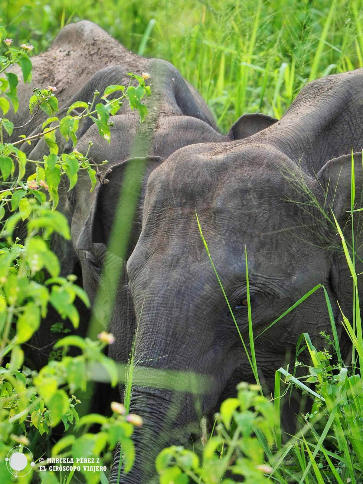 Elefantes en el Parque Nacional de Minneriya