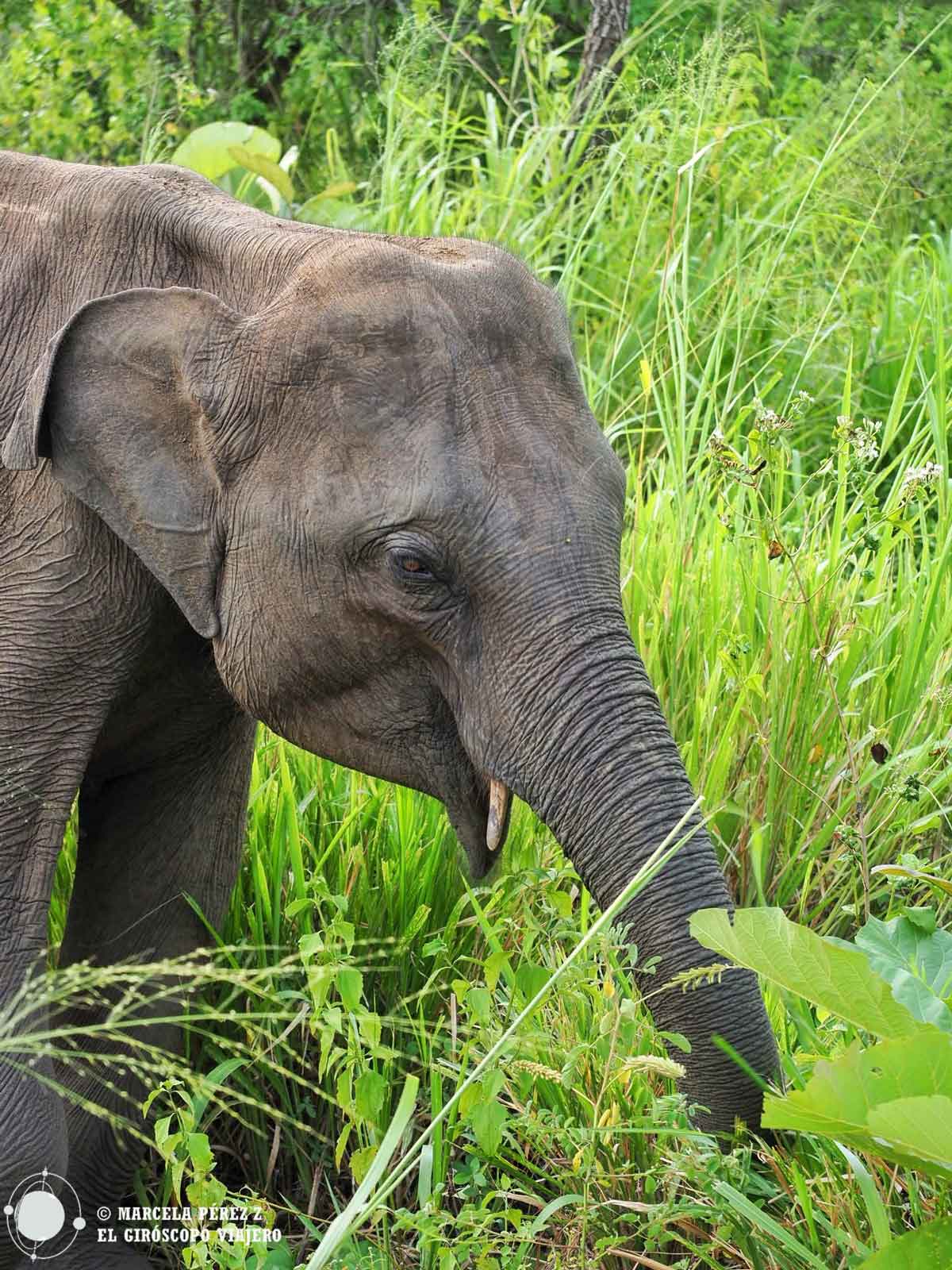 Elefante en el Parque Nacional de Wasgamuwa