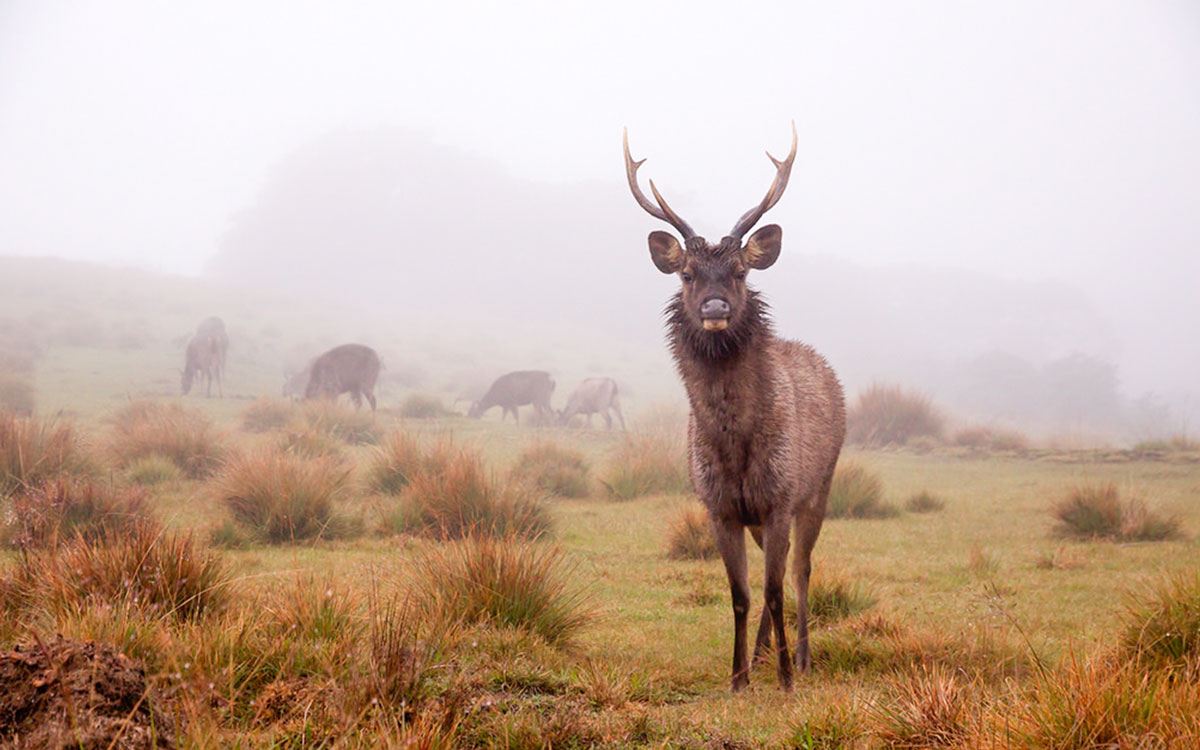 Ciervos Sambar en el aprque nacional de Horton Plains