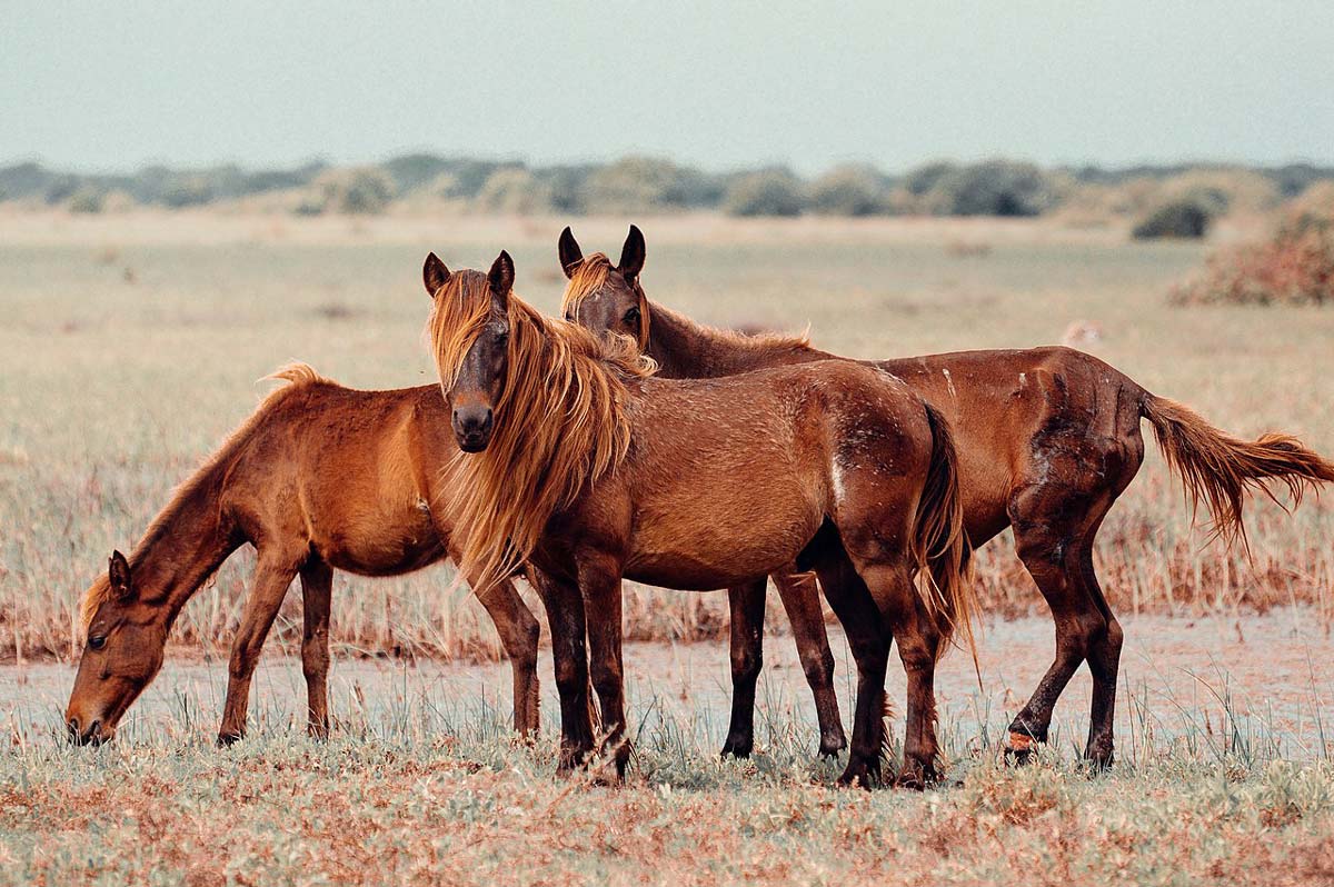 Ponis en la Isla de Delft