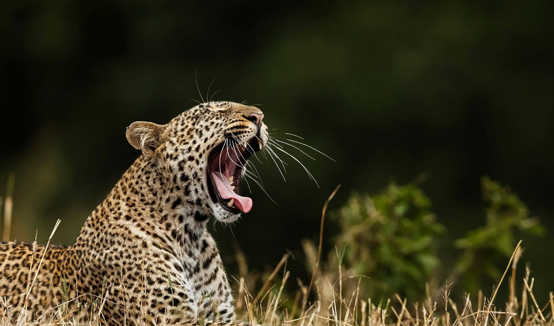 Leopardo en el Parque Nacional Wilpattu