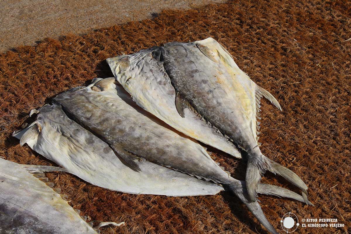 Peces en salazón secados al sol en Negombo