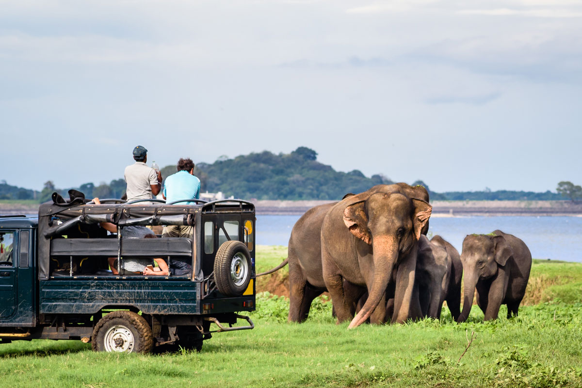 Safari en el Parque Naciona Minneriya en Sri Lanka