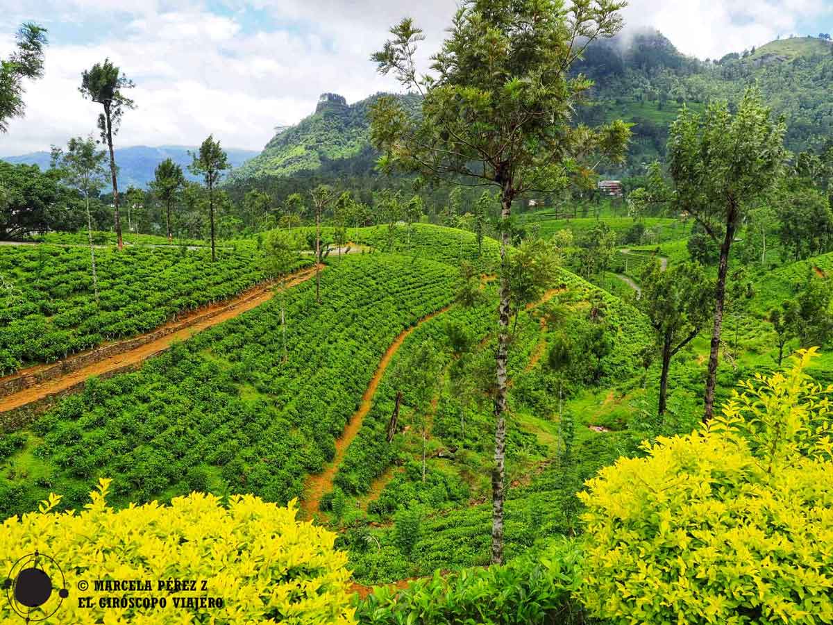 Campos de té en las Tierras altas de Sri Lanka