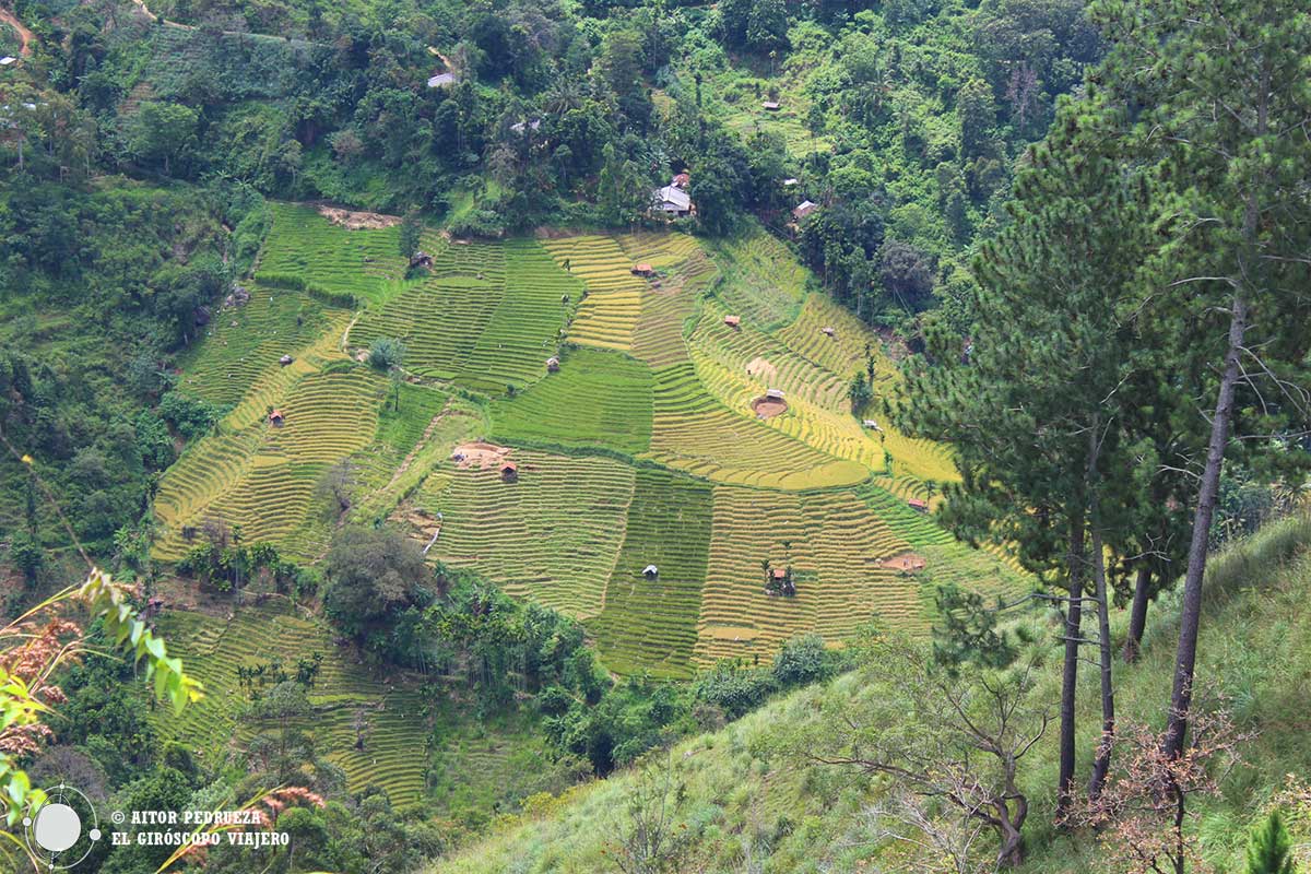 Campos de té en Ella