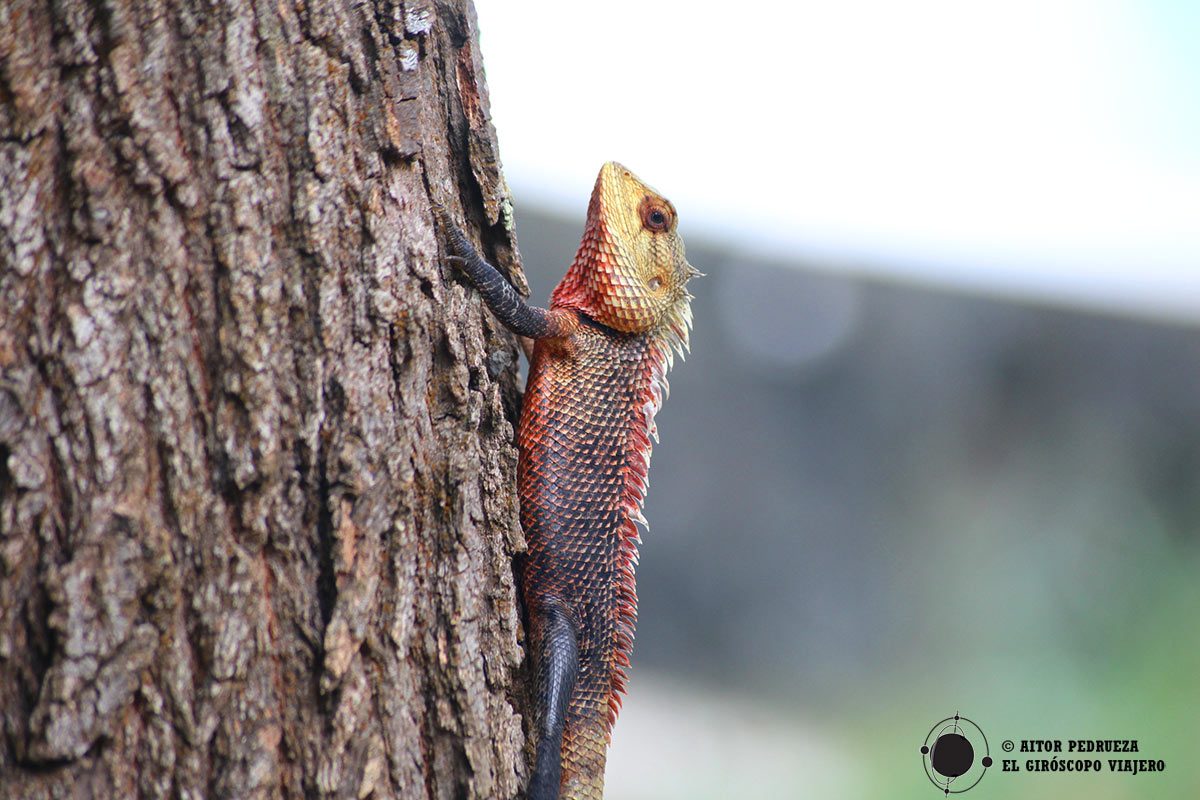 Colorido reptil en Ella