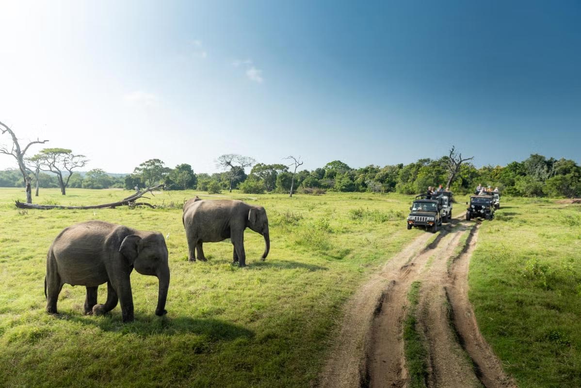 El Parque de Udawalawe es uno de los santuario elefantes