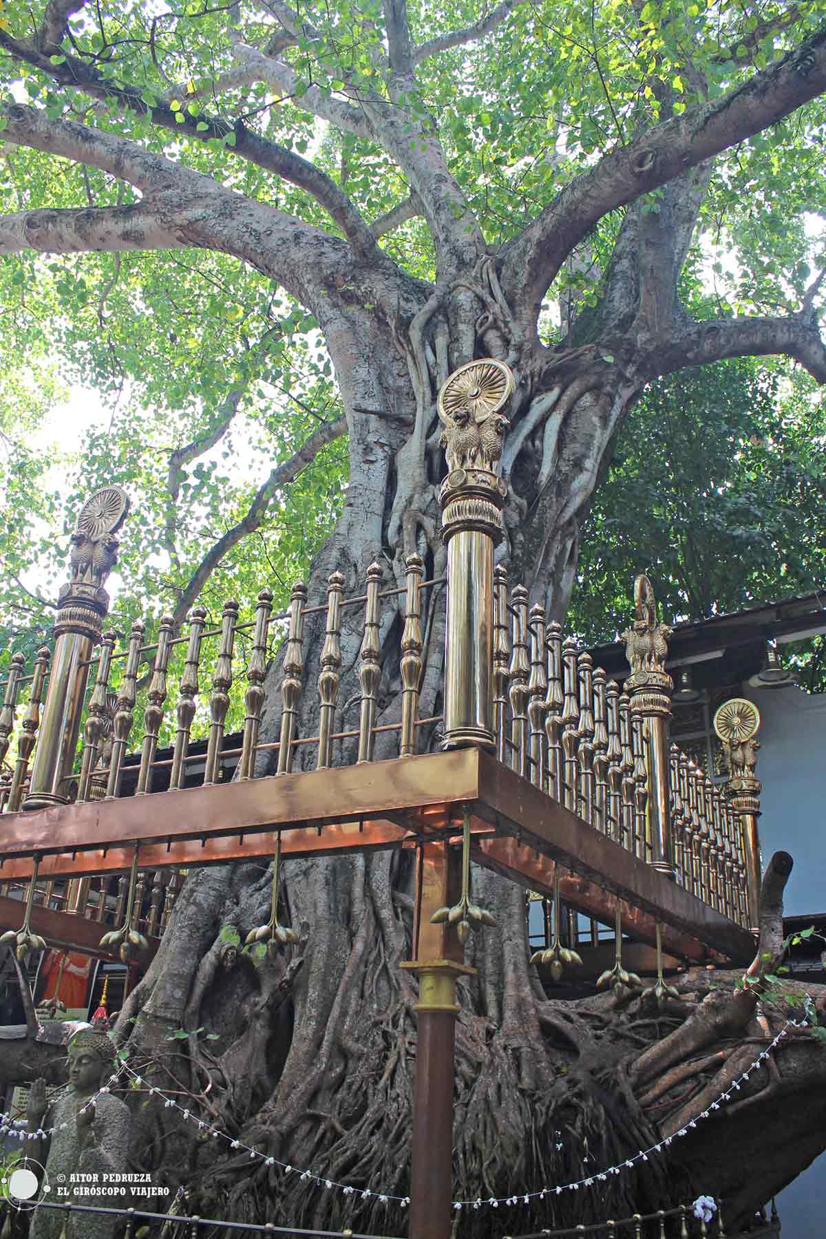 Árbol Bodhi en el templo de Gangaramaya