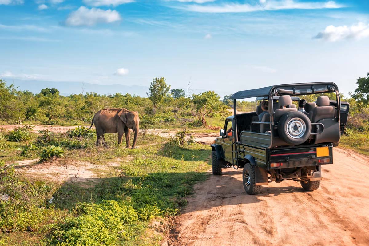 Elefante en el Safari de Udawalawe
